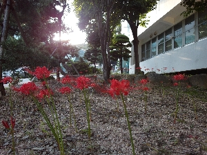 붉은 석산(꽃무릇) 개화(2012.9월말) 대표이미지