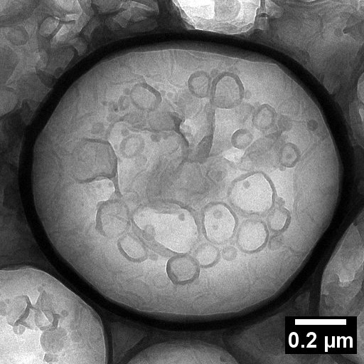 나노인공세포공학연구실 (Nano Artificial Cell Engineering Laboratory) 사진