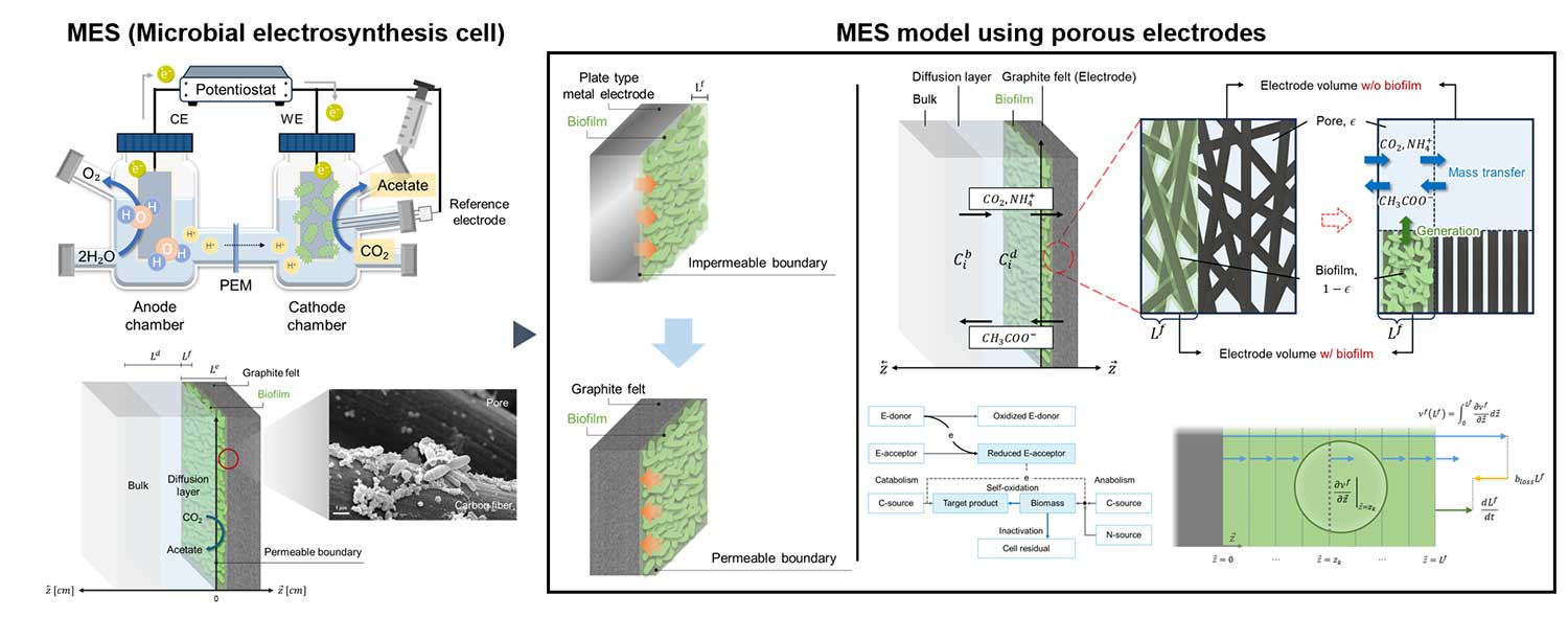 Modeling of a microbial electrosynthesis system using porous electrodes for CO2-to-acetate conversion