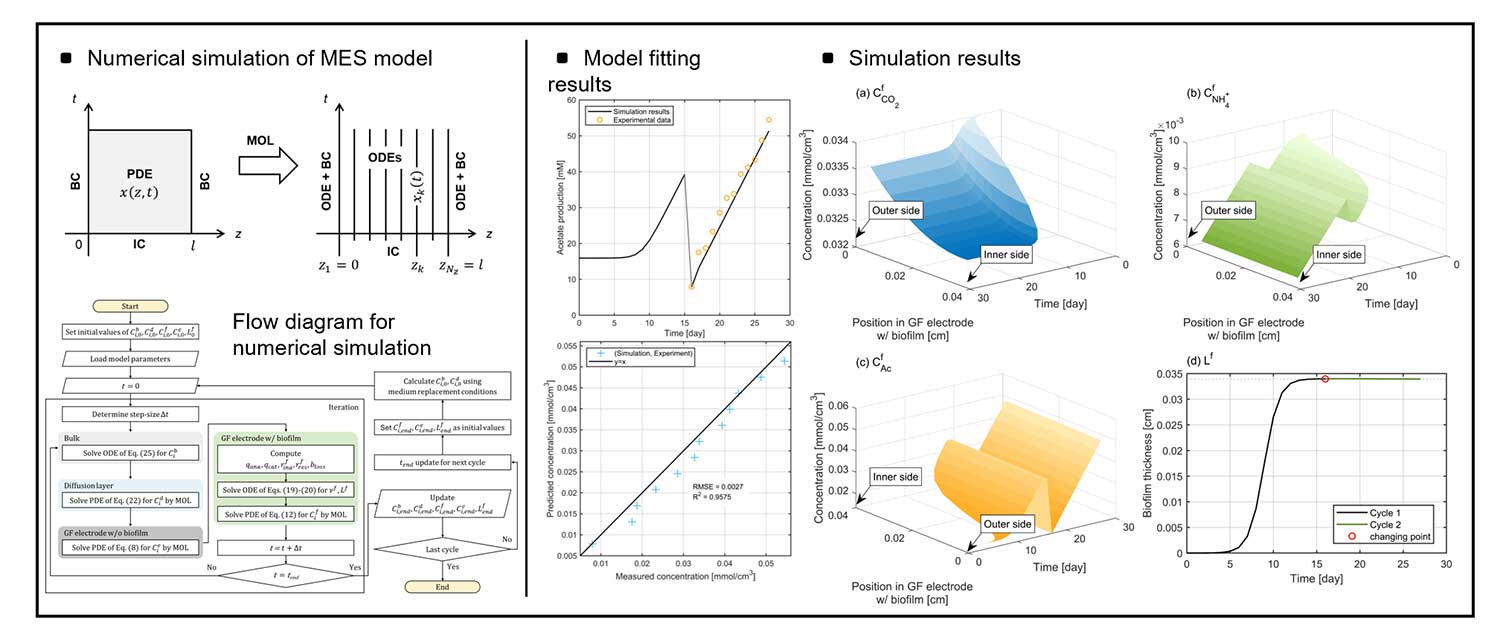 Modeling of a microbial electrosynthesis system using porous electrodes for CO2-to-acetate conversion